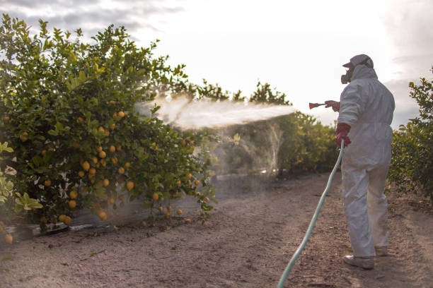 Best Residential Pest Control  in Mount Jackson, VA