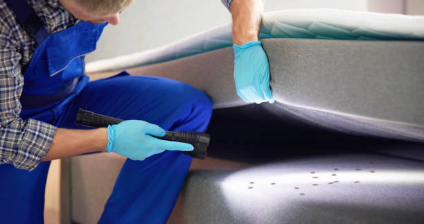 Best Ant Control Services  in Mount Jackson, VA