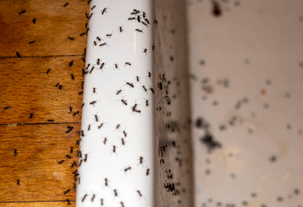 Best Pest Control Near Me  in Mount Jackson, VA